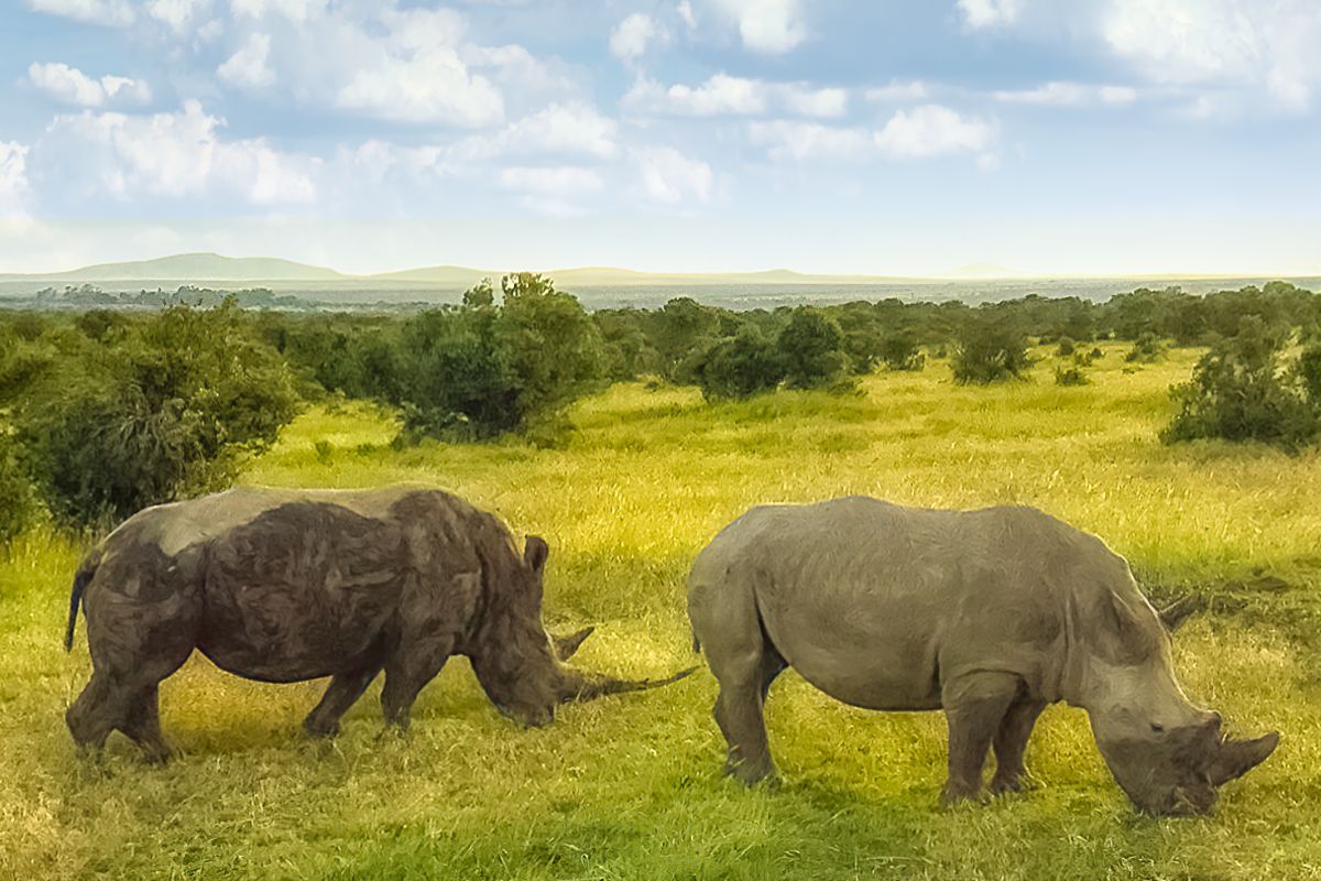 6-Day Spectacular Family Treat in Laikipia (Kenya)